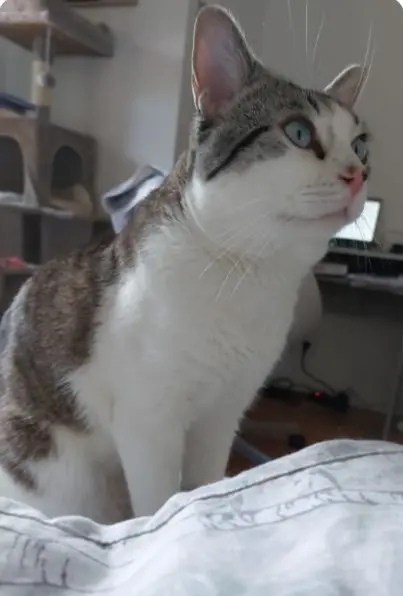 gato lost 2 Calle de Rafael Botí 28334 Pozuelo de Alarcón Sasha