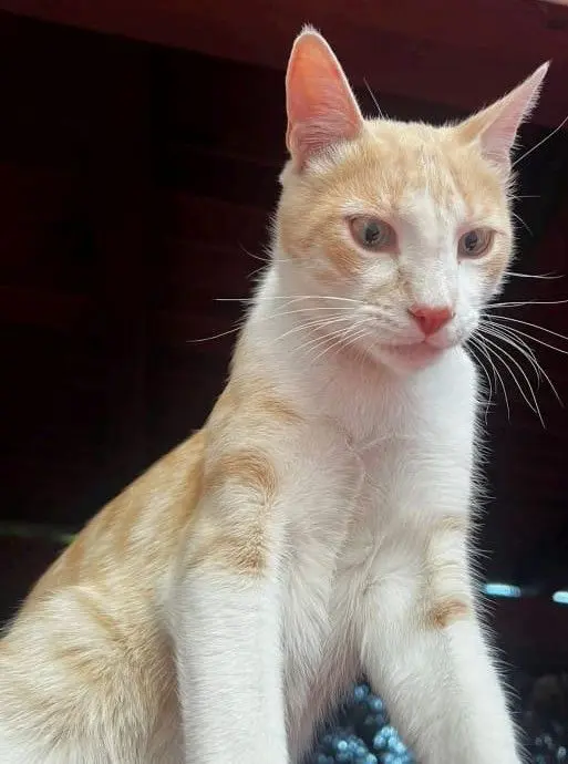 gato lost 78 Calle del Robledal 28522 Rivas-Vaciamadrid Simba