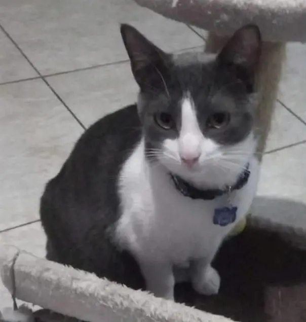 gato lost    San Sebastián de los Reyes Taki