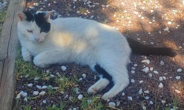 gato lost  M-609 28770 Soto del Real Tikis