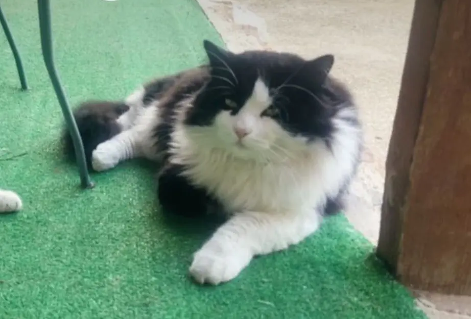 gato lost   28500 Arganda del Rey Tommy