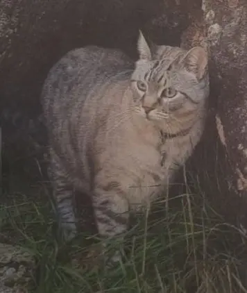 gato lost   28410 Manzanares el Real Trébol