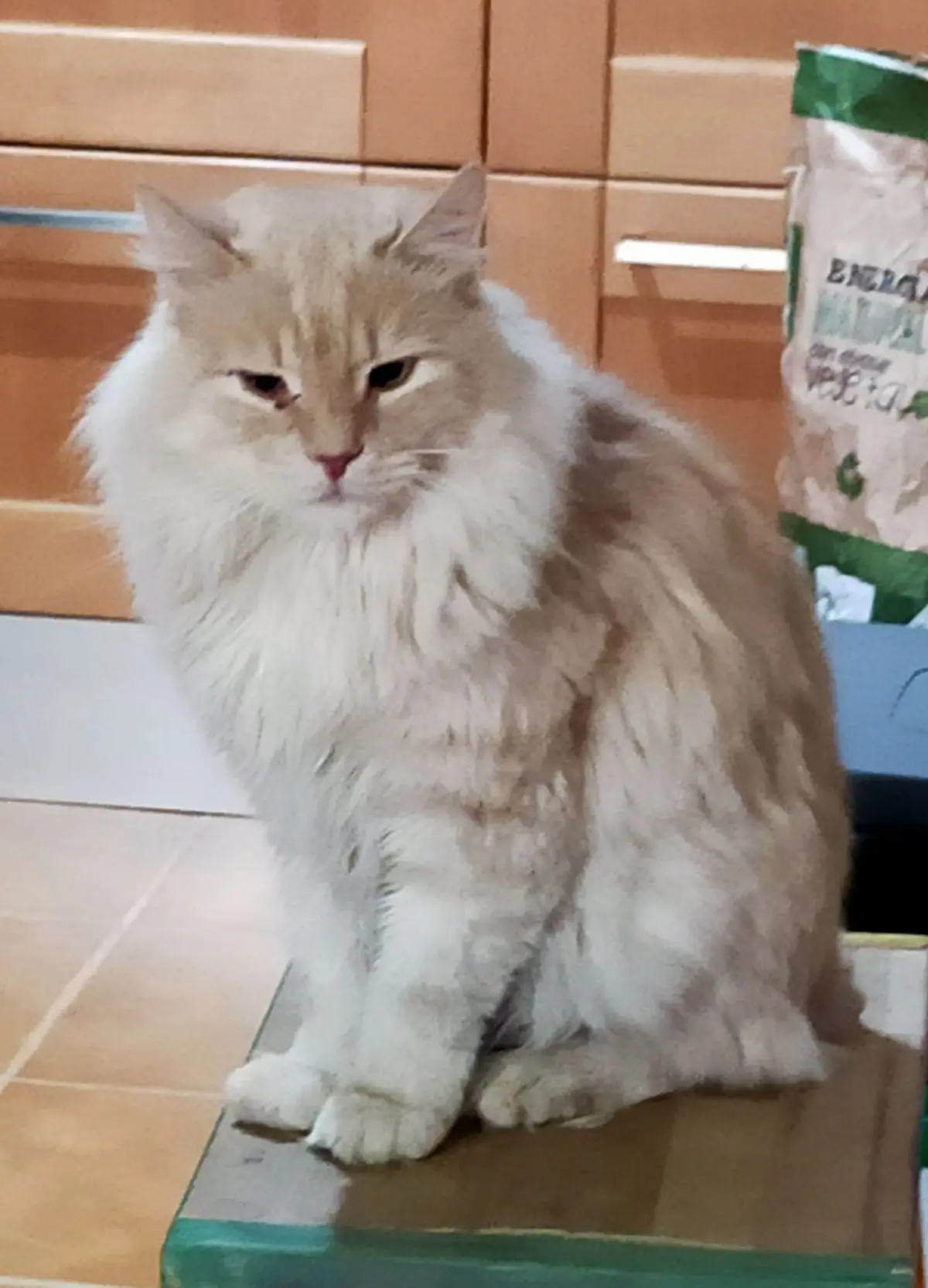 gato lost    Montejo de la Sierra Yogur