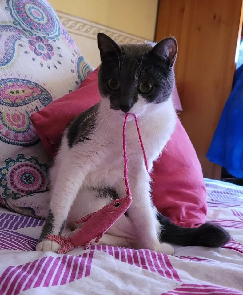 gato lost   28751 La Cabrera Yoyo