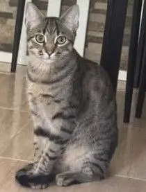 gato lost   28710 El Molar Zeus