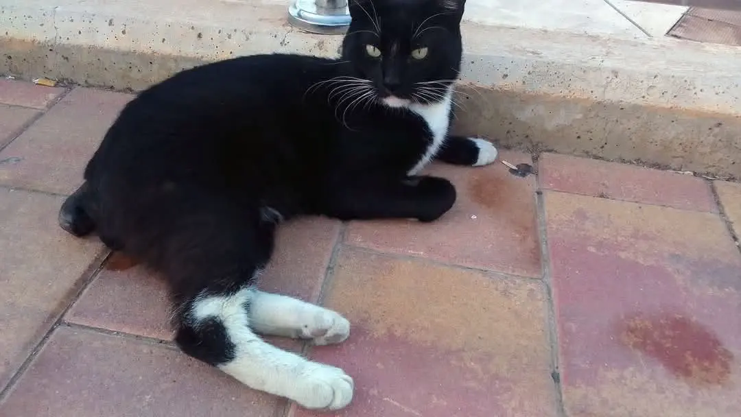 gato lost    Mazarrón Calcetines