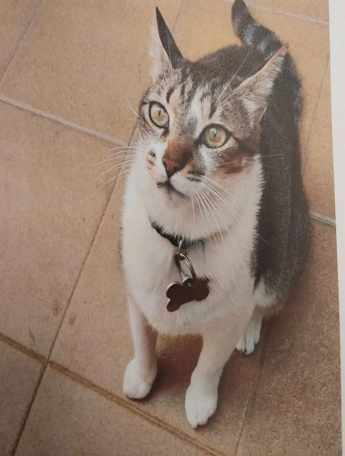 gato lost    Carthagène Aquiles