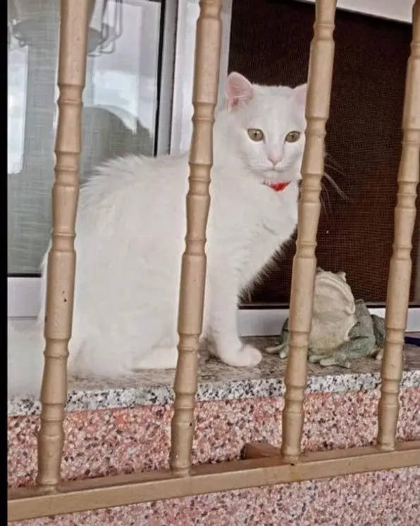 gato lost    Carthagène Copito