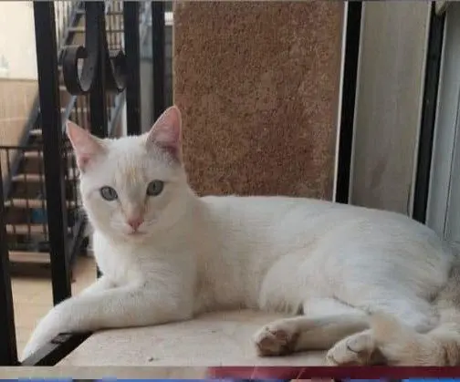 gato lost    Carthagène Kiwi
