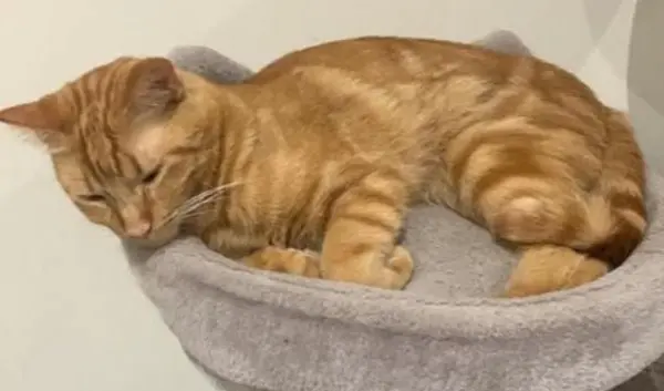 gato lost    Carthagène Lemon