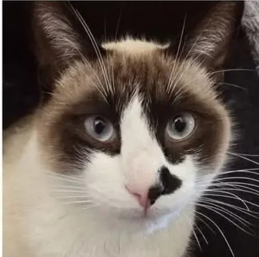 gato lost    Carthagène Peluchin