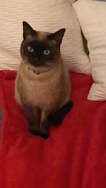 gato lost    Carthagène Tobias
