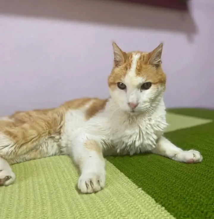 gato lost    Carthagène Troy