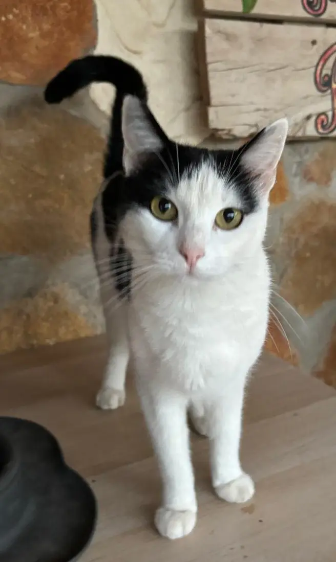 gato lost    Torre Pacheco Coco
