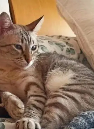 gato lost    Torre Pacheco Nico