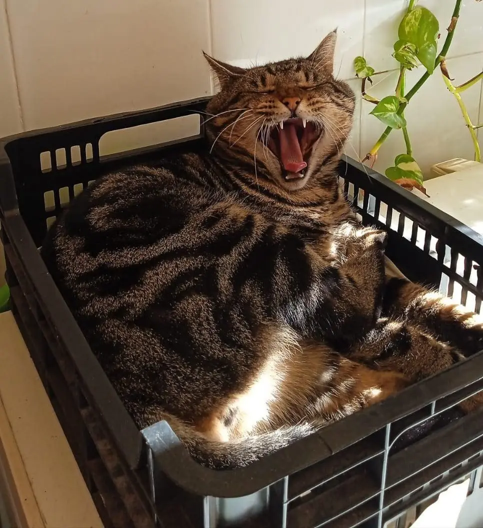 gato lost   30710 Los Alcázares Rodrigo
