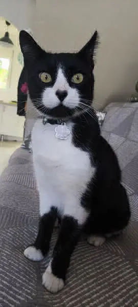 gato lost    San Javier Soxy