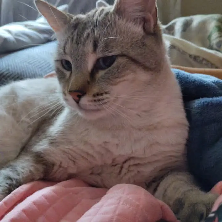 gato lost   30530 Cieza Simba