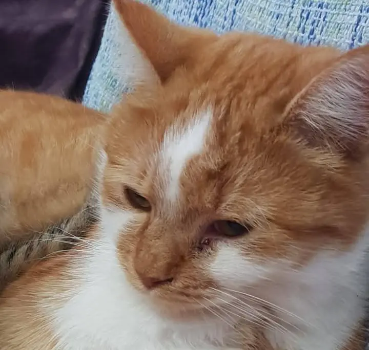 gato lost    Molina de Segura Barry