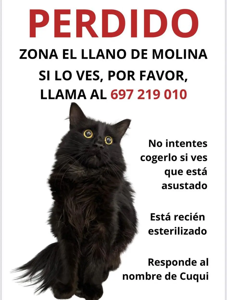 gato lost    Molina de Segura Cuqui