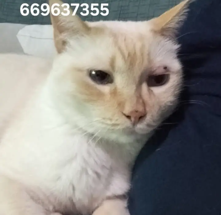 gato lost    Abanilla Coco