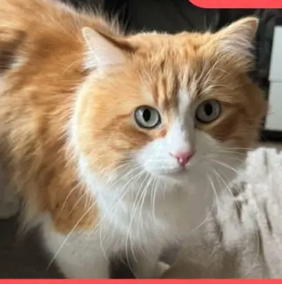 gato lost    Abanilla Gallagher