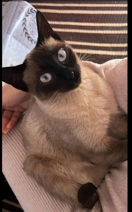 gato lost    Fortuna Nala