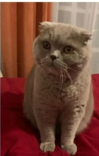 gato lost    Abanilla Turbo