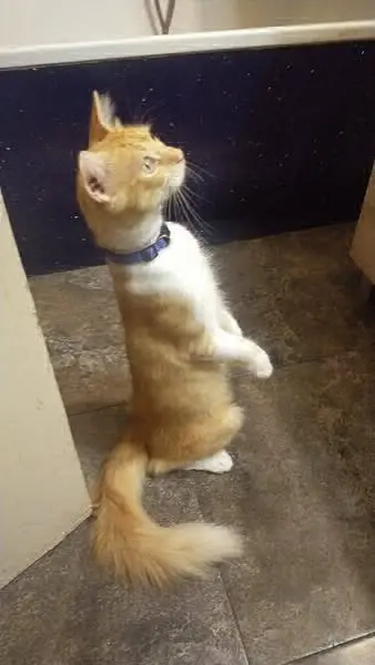 gato lost    Molina de Segura Frodo