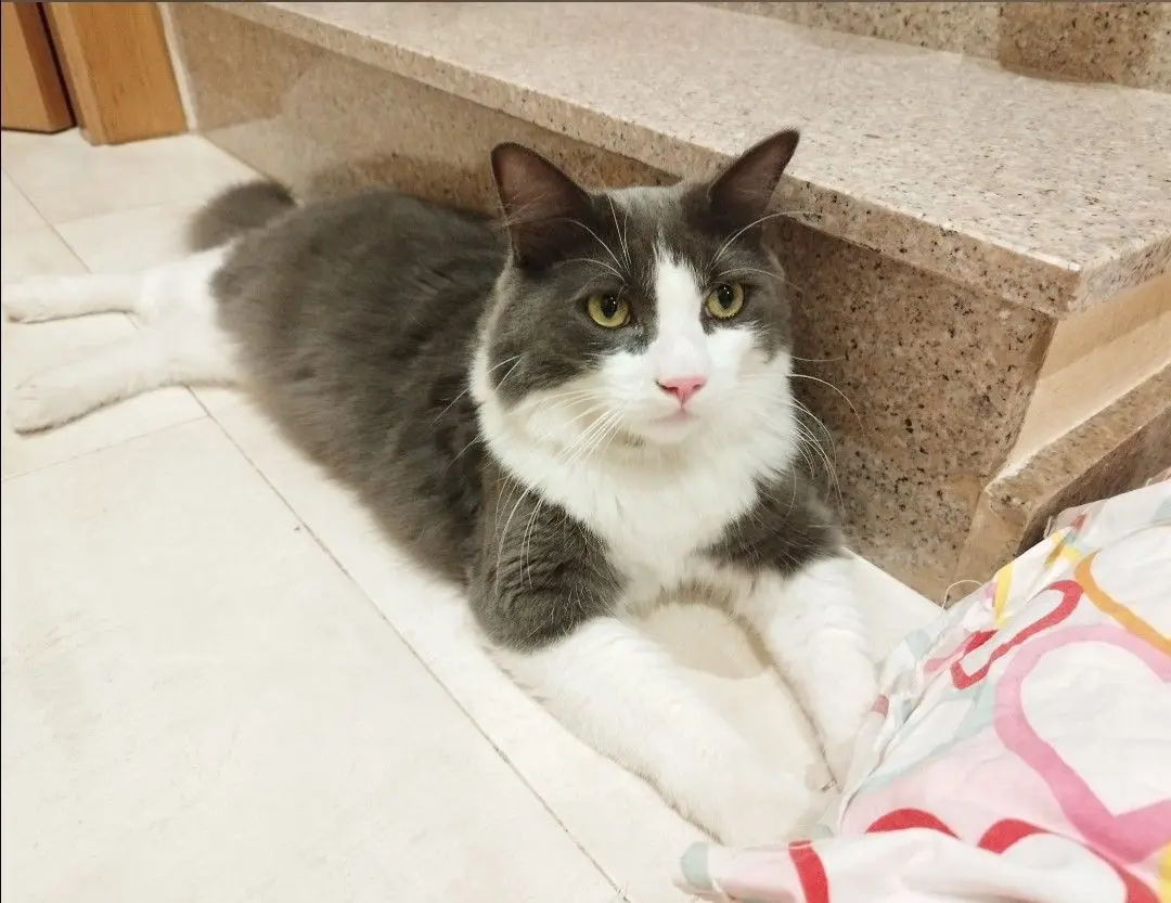 gato lost    Murcie Bluey