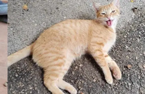 gato lost    Murcie Daniel