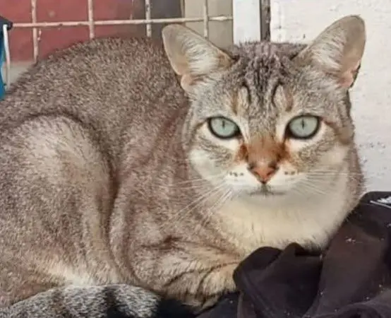 gato lost    Murcie Gambolito