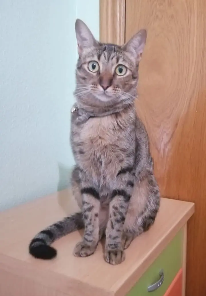 gato lost    Murcie Lelo