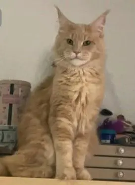 gato lost    Murcie Leo