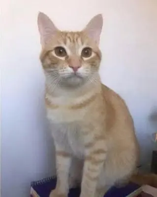gato lost    Murcie Mango