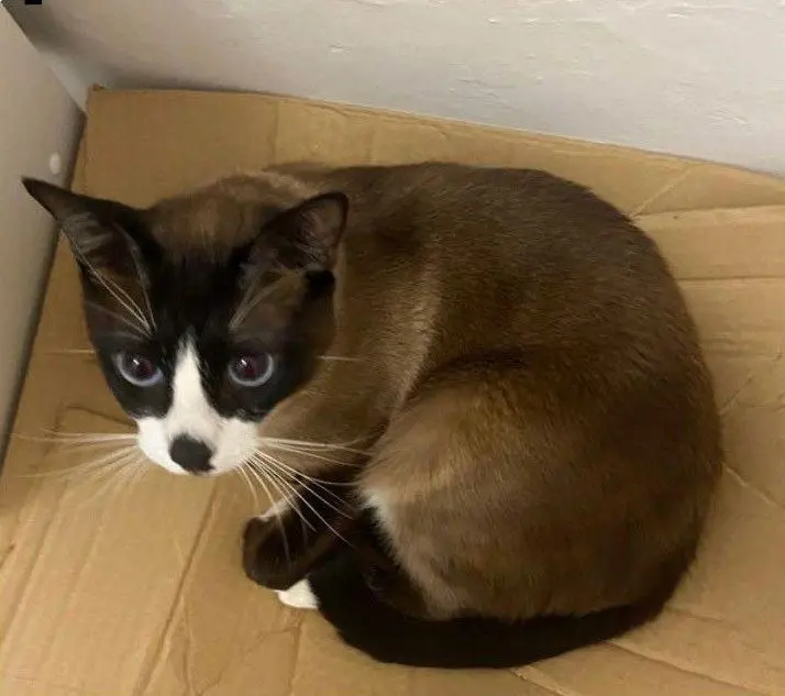 gato lost    Murcie Mini