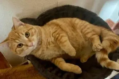 gato lost    Murcie Nemo