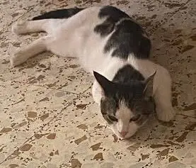 gato lost    Murcie Neo