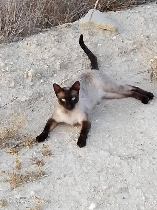 gato lost    Murcie Nico