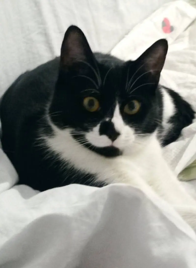 gato lost    Murcie Nosferatu