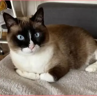 gato lost    Murcie Opie
