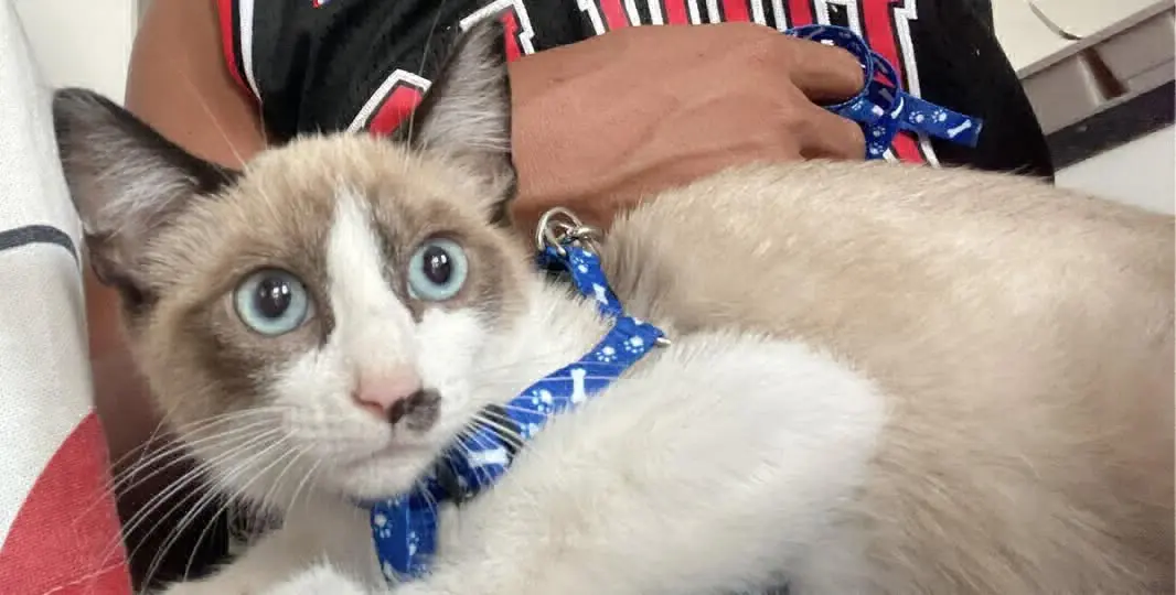 gato lost    Murcie Prince