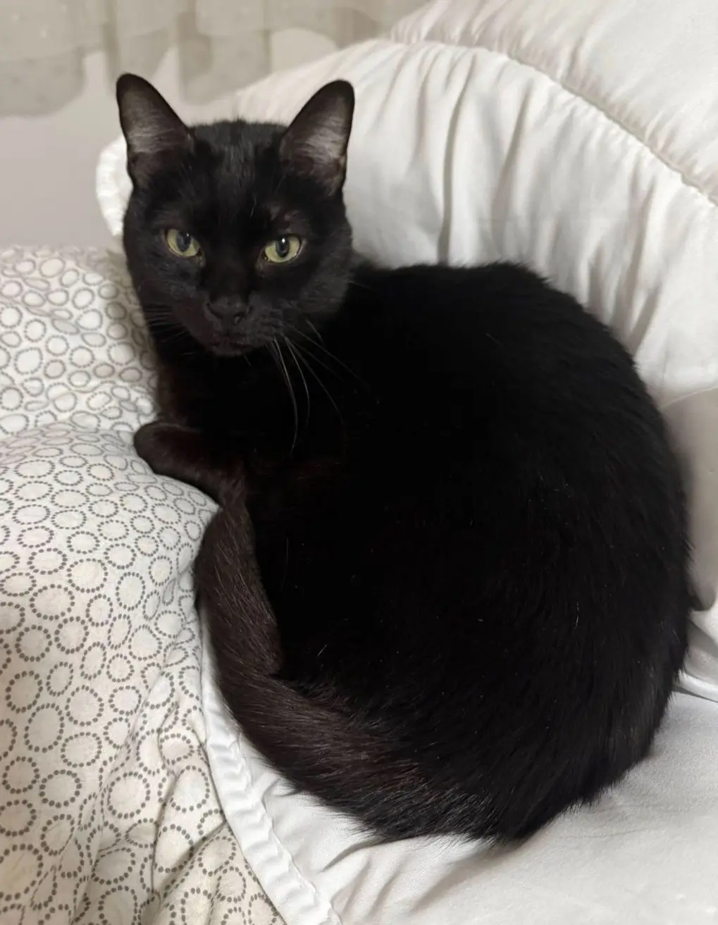 gato lost    Murcie Romea