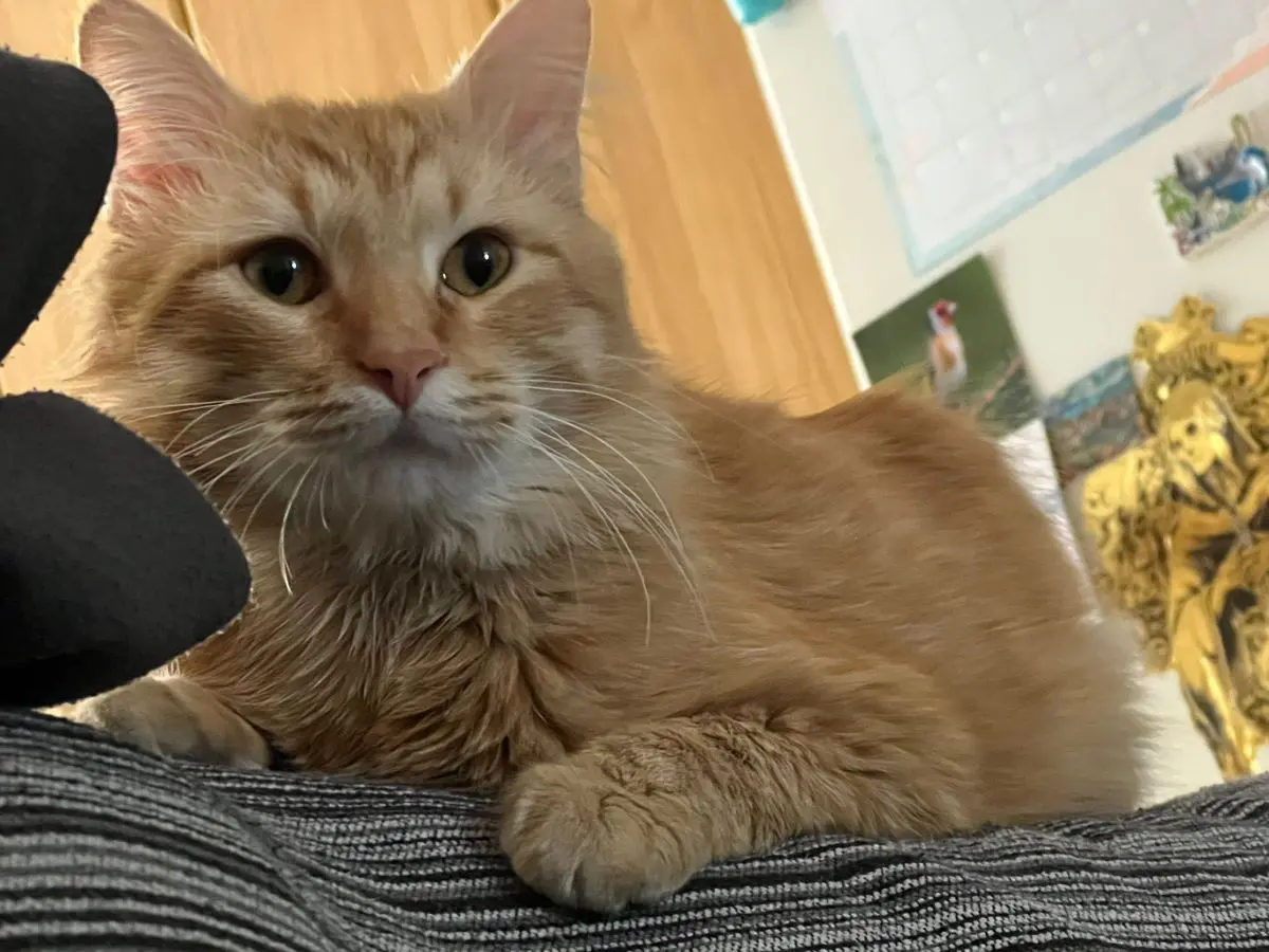 gato lost    Murcie Simba