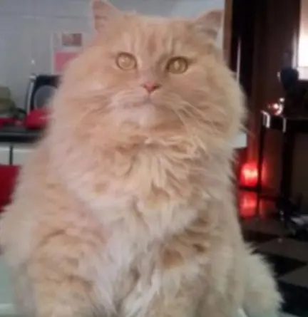 gato lost    Alcantarilla Oro