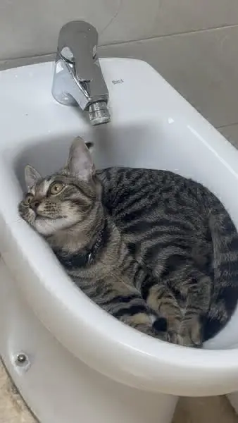gato lost    Murcia Angelo