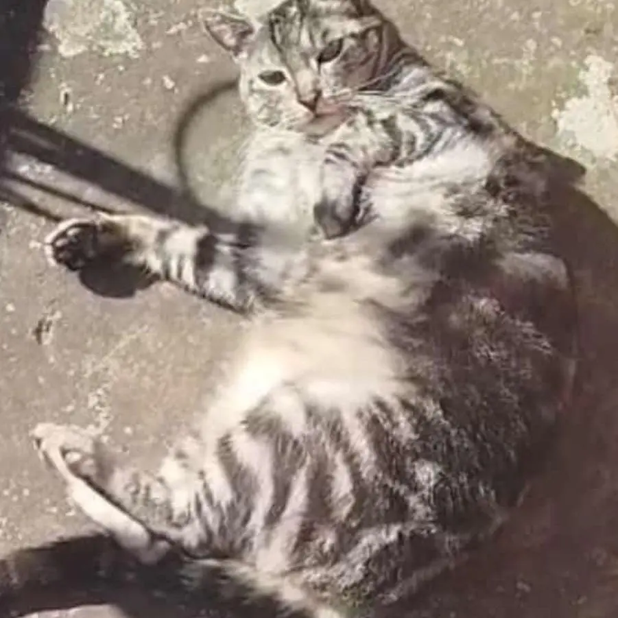 gato lost   31400 Sangüesa/Zangoza Coco