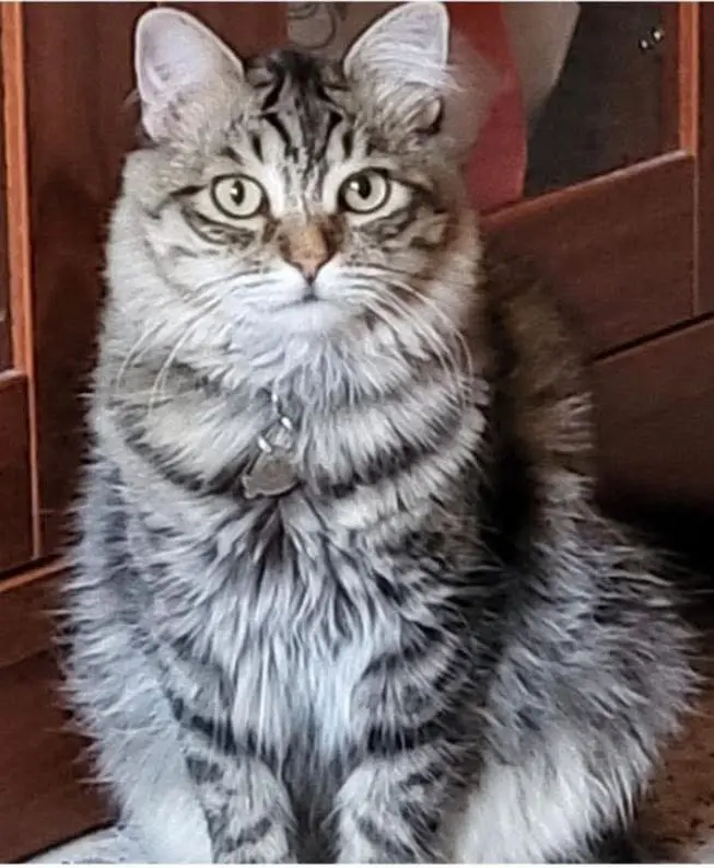 gato lost  LLN-8 33509 Porrúa Bildi