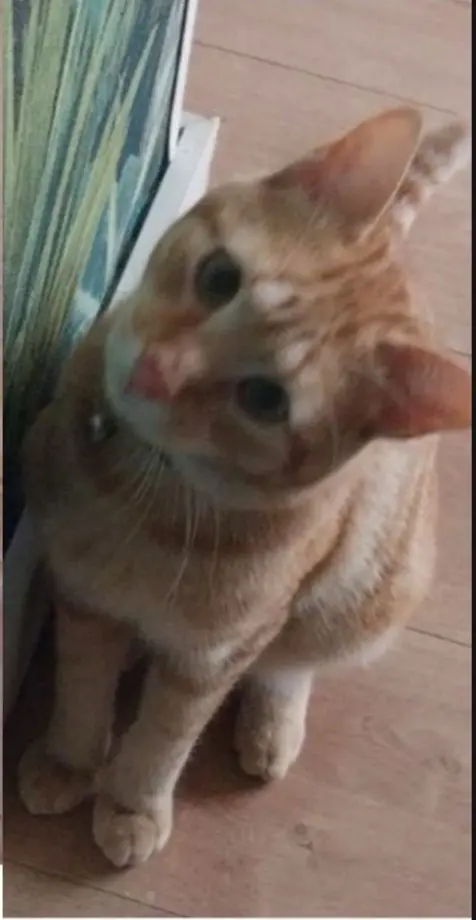 gato lost  Plaza del decano Eduardo Ibaseta 33207 Gijon Chuky