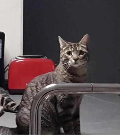gato lost  Plaza del decano Eduardo Ibaseta 33207 Gijon Comandante